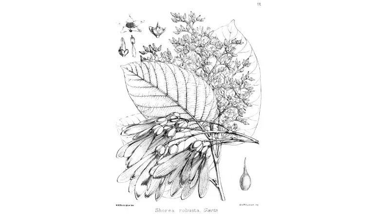 Shorea robusta diagram