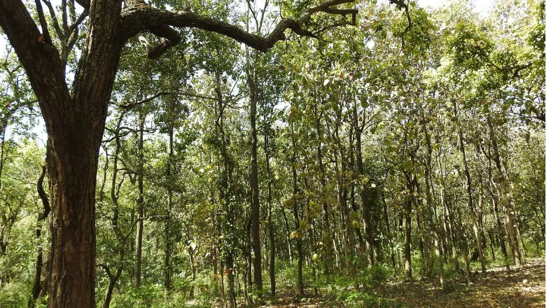 trees