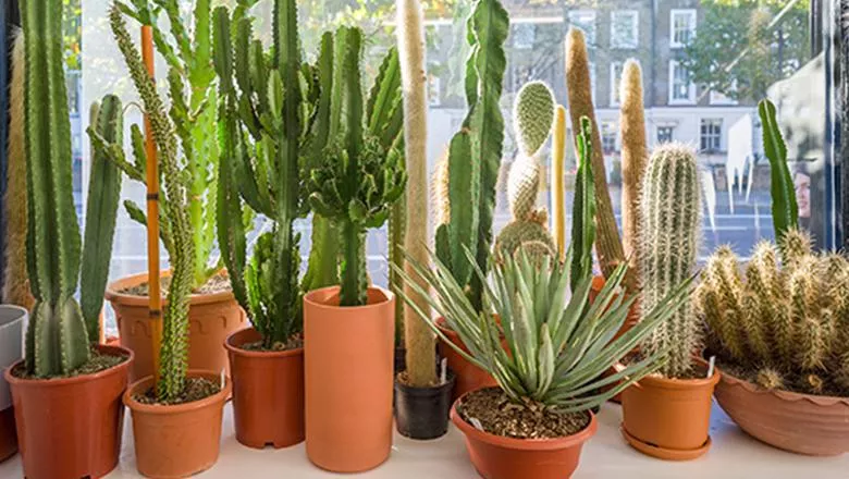 A line of cacti in a shop window