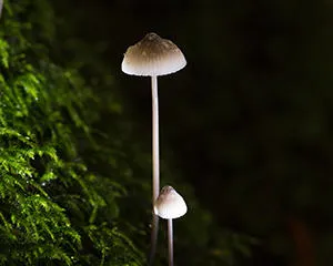 300-magic-mushroom
