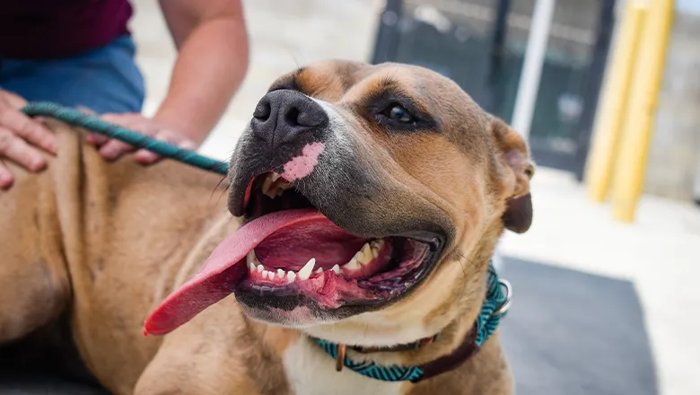 780 GDoS Dog Shelter