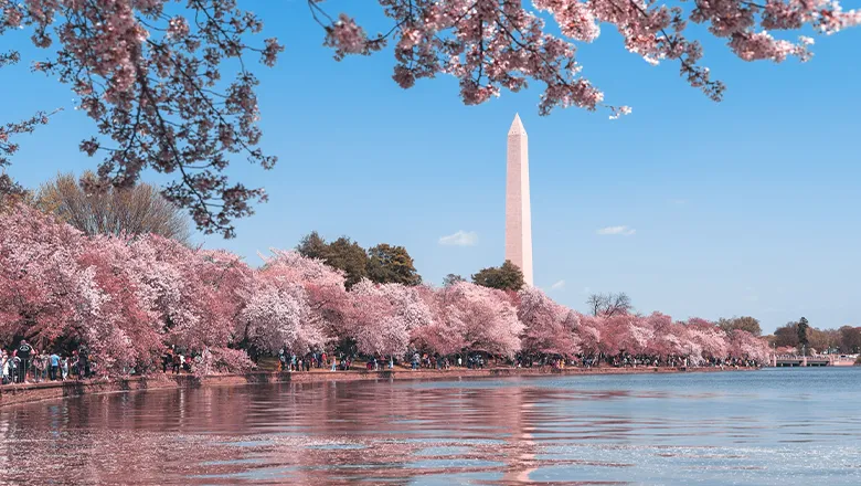 A view of the Washington monument over the water on a sunny day. The structure is surrounded by pink cherry blossoms.