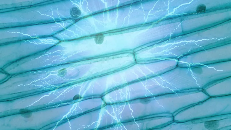 Tightly packed cells with lightning-like background