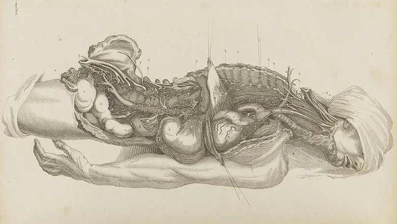 anatomical sketch of organs and human body