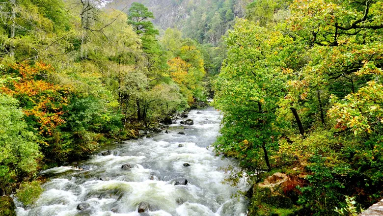 a river with trees either side of it