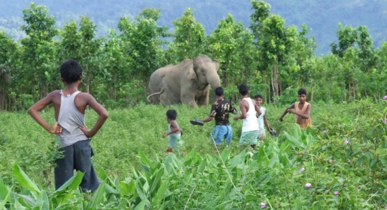 Children in a field with elephant and trees in the background