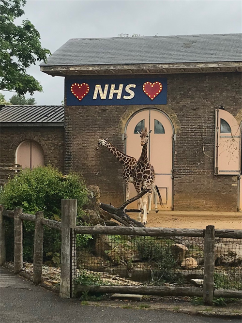 Photo of two giraffes in their enclosure at London Zoo in front of a 'heart' NHS sign