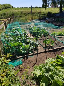 YT-Veg-patch