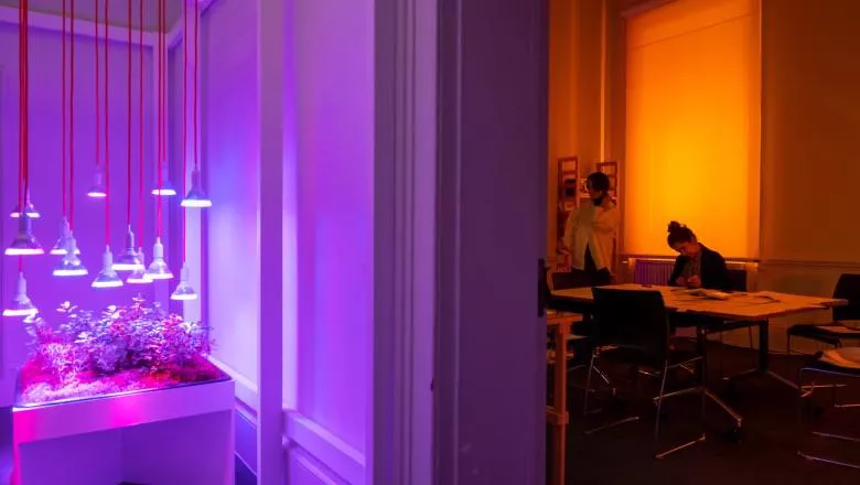 This is an image of the space where the Cascade Inquiry installation is installed. On the left half of the image is the installation, a propagation table with vegetation and lights hanging above it that create a purple and pink light. On the right half of