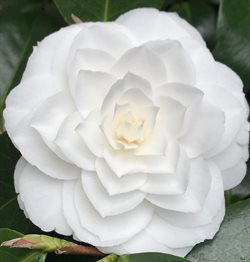 Camellia