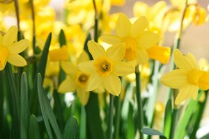 Daffodils