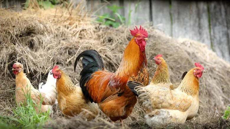 Rooster and chickens in straw outdoors