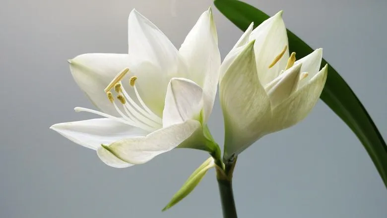 Lily in bloom, pale background
