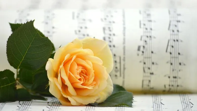 Yellow Rose on Sheet Music
