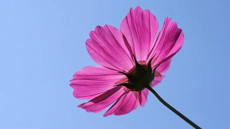 Pink cosmos flower from underside with view to clear blue sky