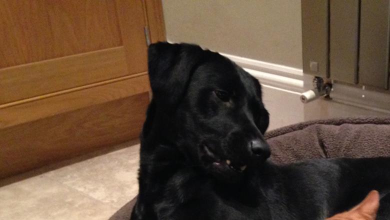 Teasel, a black Labrador, in an undisclosed location