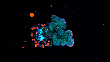 New research: Gut and lung organoids open the door to innate immune cell therapies