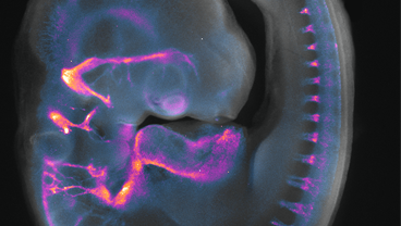 New research: ear development at early stages