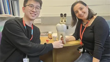 Lab-grown teeth might become an alternative to fillings following research breakthrough