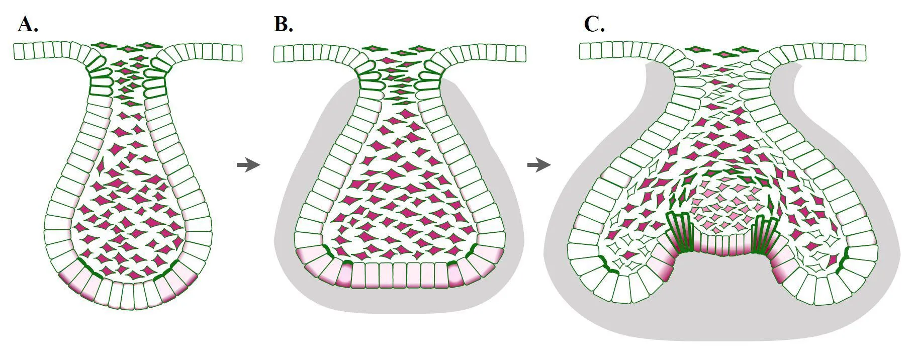 Molar Bud-to-Cap Transition