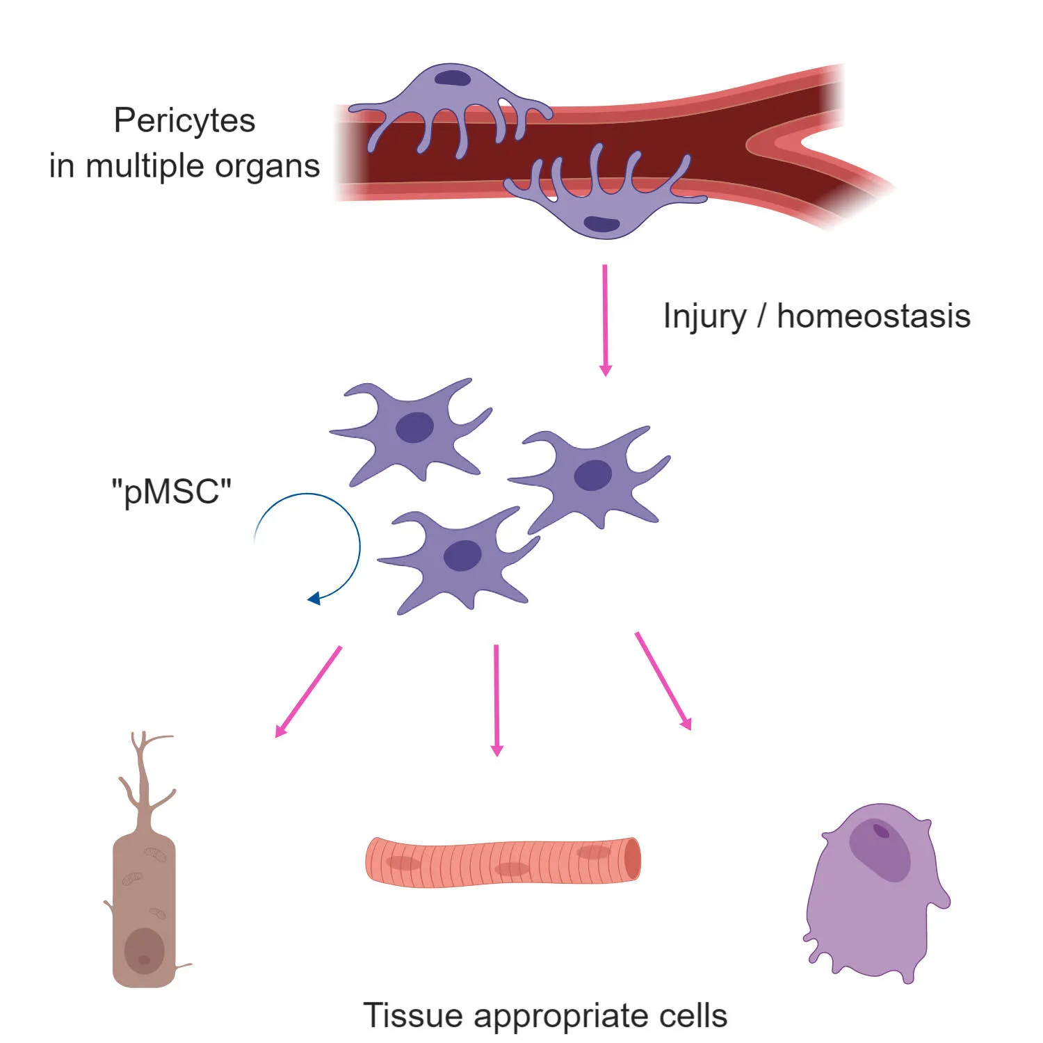 Yianni, V., & Sharpe, P. T. (2019). Perivascular-Derived Mesenchymal Stem Cells. Journal of Dental Research. https://doi.org/10.1177/0022034519862258