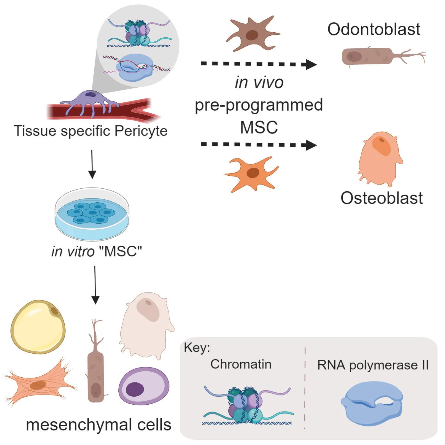 Yianni, V., & Sharpe, P. T. (2019). Perivascular-Derived Mesenchymal Stem Cells. Journal of Dental Research. https://doi.org/10.1177/0022034519862258