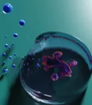 A blender rendition of how human, patient-derived ILC1 (blue) can drive degradation of the synthetic hydrogel surrounding an intestinal organoid - Geraldine Jowett
