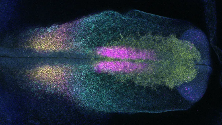 Ear development SOX8