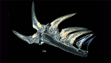 Odontodes: The Developmental and Evolutionary Building Blocks of Dentitions