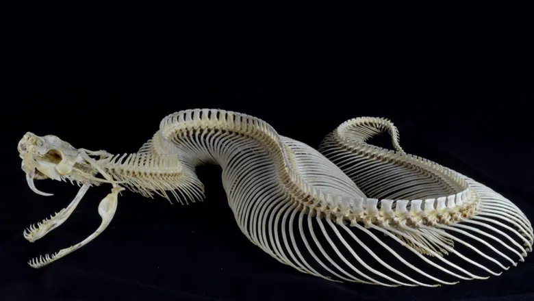 A skeleton of a Gaboon viper 
