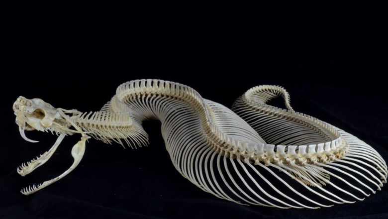 Researchers discover unique way snakes replace their teeth - King's College  London