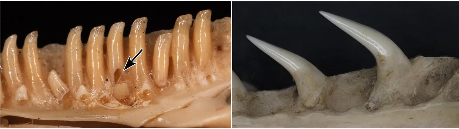 A lizard jaw, left, showing a replacement pit forming along the base of a tooth (arrow). Snake jaws, like the one on the right, never show resorption pits.