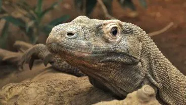 Komodo dragons have iron-coated teeth to rip apart their prey