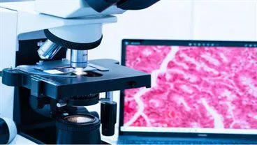 New technology holistically images deep living tissue for the first time