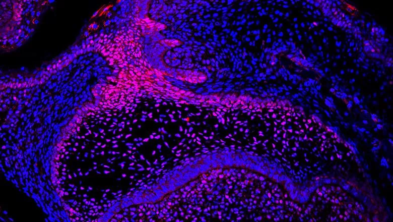 Activating tooth regeneration in mice