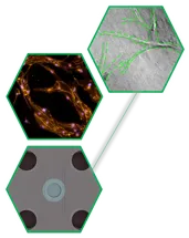 Perfusable, stem cells-derived blood vessels in custom lab-on-chip devices