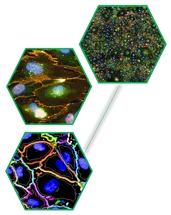 Developing advanced image