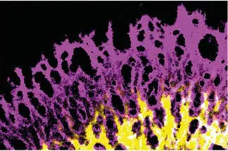 Intracellular Mechanisms of Dchs1-Fat4 signalling
