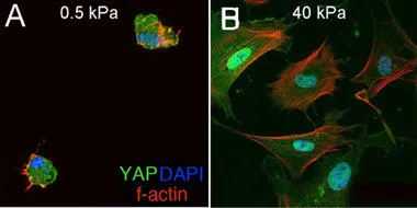 Mechanical regulation of embryonic development