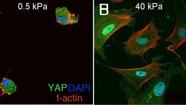 Mechanical regulation of embryonic development