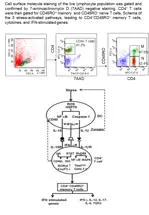 Preventative and therapeutic vaccines to HIV or SIV require effective innate immune responses and CD4+ memory stem cells