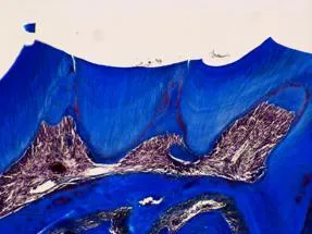 Development of biological approaches for human tooth regeneration and repair
