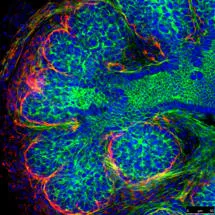 Laminin (red) highlighting the basement membrane around a developing submandibular gland