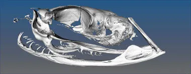 Gordon conference on Craniofacial Development and Tissue regeneration
