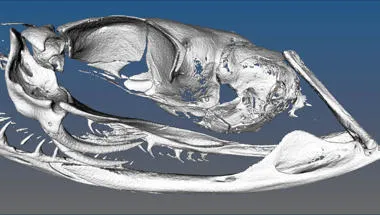 Gordon conference on Craniofacial Development and Tissue regeneration