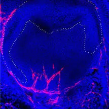 Tooth Morphogenesis and Differentiation conference 