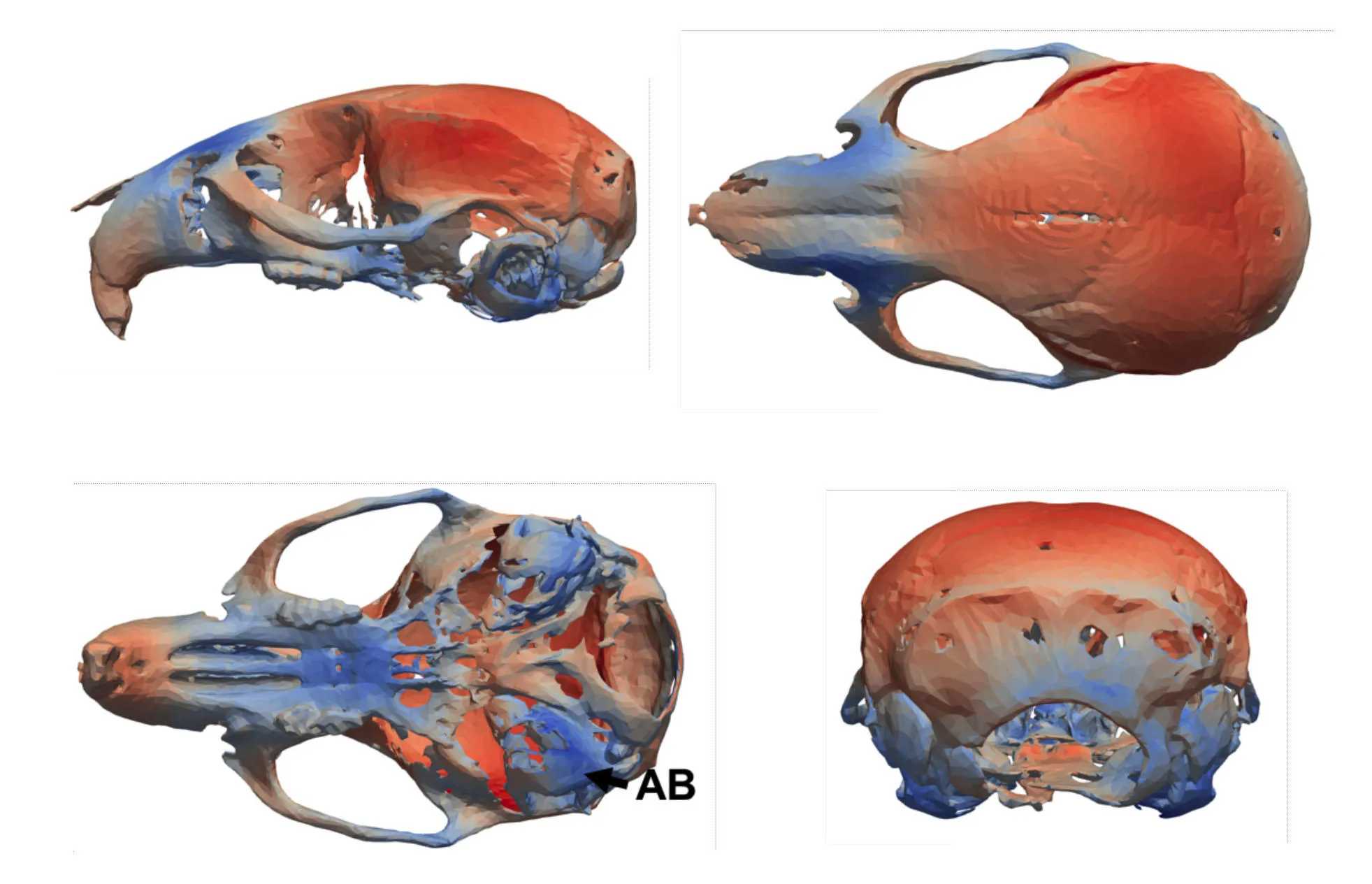 Morphometrics and aetiology of the craniofacial phenotype of a mouse model of Down Syndrome