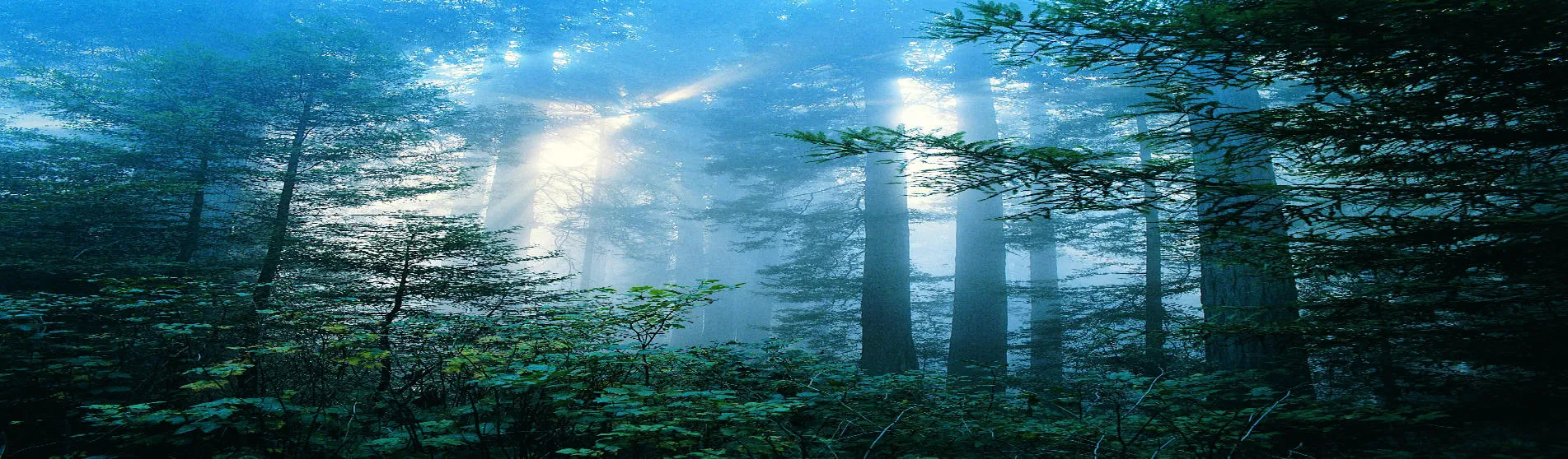 forest