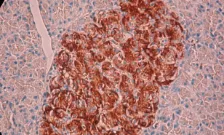 Cells