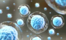 T cells